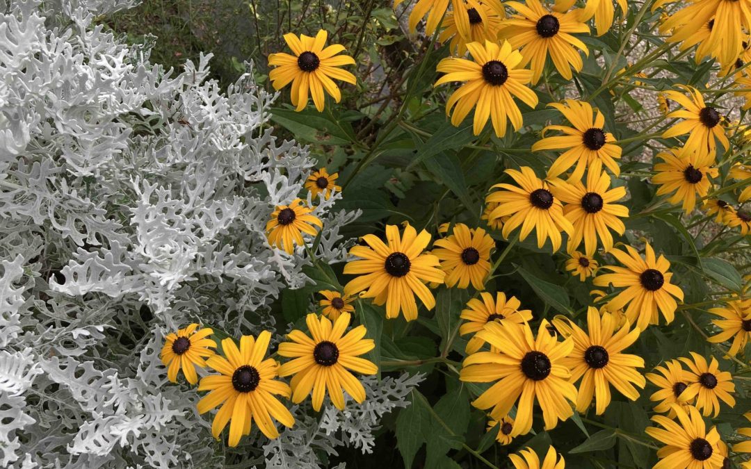 Rudbeckia : le soleil du jardin