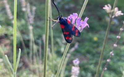 Un Papillon rouge et noir