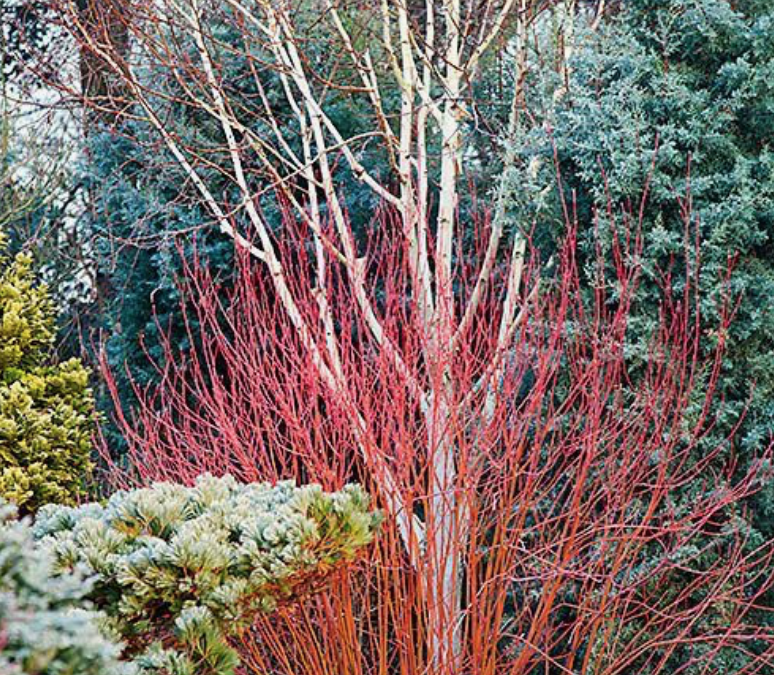 7 plantes pour un jardin coloré en hiver